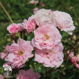 Роза флорибунда Боника