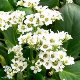 Бадан гибридный Брессингам Уайт