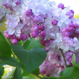 Сирень обыкновенная Красавица Москвы на штамбе