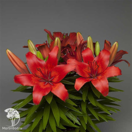 Лилия Лондрина