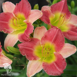 Лилейник Файнал Тач