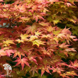 Клен веерный Дешойо