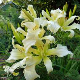 Лилейник Хевенли Энджел Айс