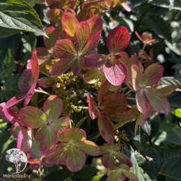 Гортензия метельчатая Пастель Грин