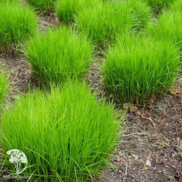 Осока пальмолистная Литл Мидж