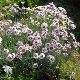 Гвоздика перистая белая с малиновым кольцом в середине