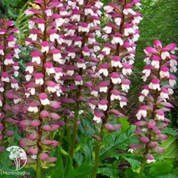 Акант венгерский Уайт Липс