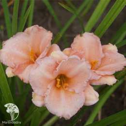 Лилейник Он энд Он