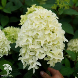 Гортензия метельчатая Скайфолл