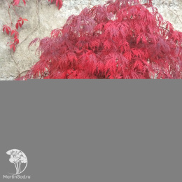 Клён веерный Гарнет