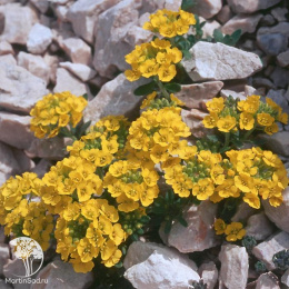 Алиссум горный