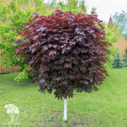 Клён остролистный Кримсон Кинг Глоб на штамбе