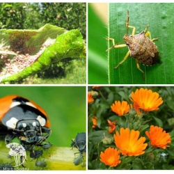 Средства борьбы с насекомыми-вредителями