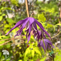 Клематис Блю Сюрпрайз