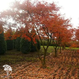 Ирга Ламарка