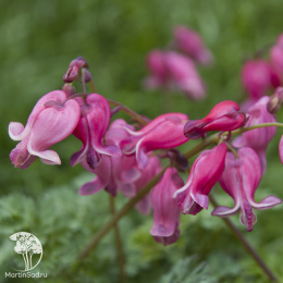 Дицентра красивая "Лакшариэнт"