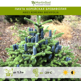 Пихта корейская Бревифолия