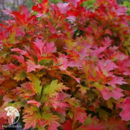 Дуб болотный Изабель на штамбе