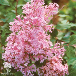 Сирень Блумеранг Пинк Парфюм на штамбе