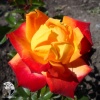 Роза флорибунда Алинка на штамбе фото 1 