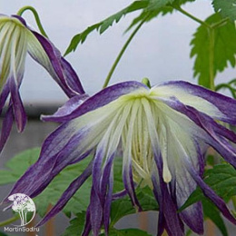 Клематис Блю Сюрпрайз