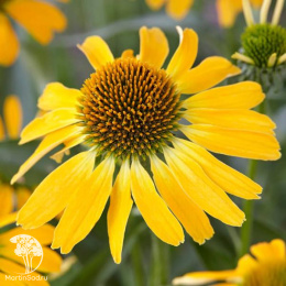 Эхинацея пурпурная Голден Скиппер