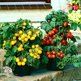 Томат Горшечный красный +Горшечный оранжевый (серия Дуэт)