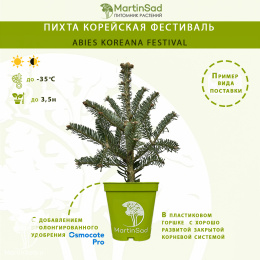 Пихта корейская Фестиваль