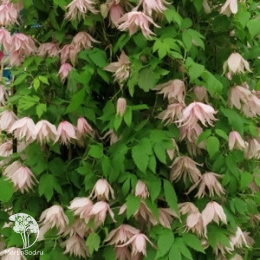 Клематис Пинк Свинг