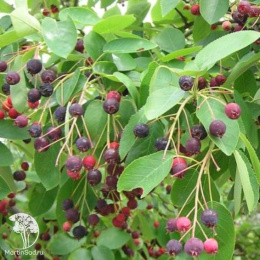 Ирга гладкая Балерина