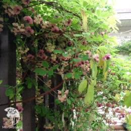 Акебия пятилисточковая Сильвер Беллз