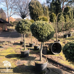 Пихта корейская на штамбе