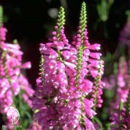 Физостегия виргинская Роуз