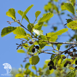 Ольха чёрная