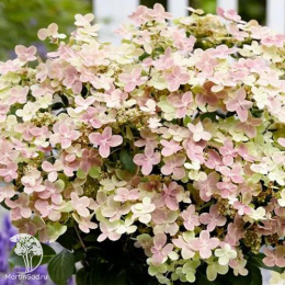 Гортензия метельчатая Полестар