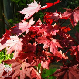 Клён остролистный Пурпур Глобе на штамбе