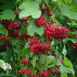 Калина Эликсир