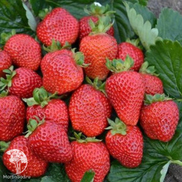 Земляника Белтран F1