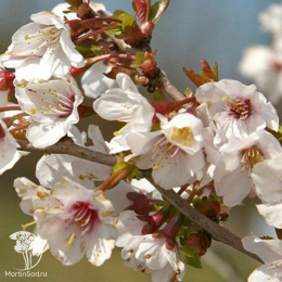 Вишня японская Коджо-но-маи на штамбе