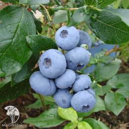 Голубика высокорослая Бонус