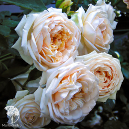 Роза Мартин Гийо