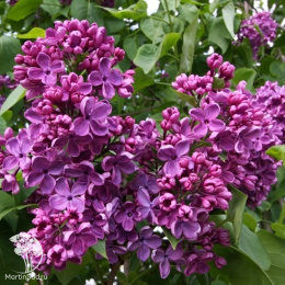 Сирень обыкновенная Массена