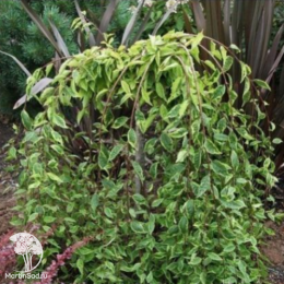 Вишня ранняя Фрилли Фрок на штамбе