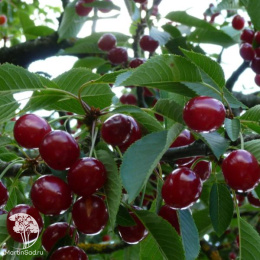 Вишня Молодёжная