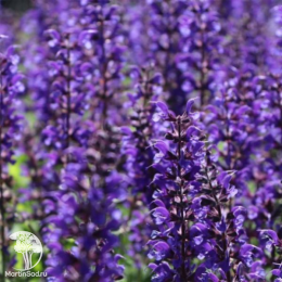 Набор для мяса тимьян Лимон Вариегата + тимьян Фредо Стронг + шалфей Виола Клозе