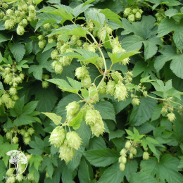 Хмель обыкновенный