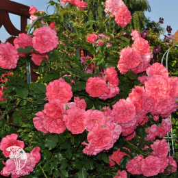 Роза плетистая Розариум Ютерсен