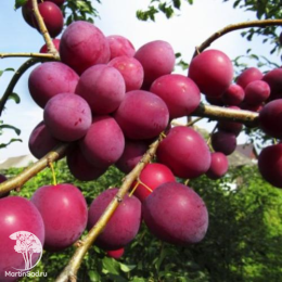 Сверхвыгодрный комплект! Алыча Сувенир Востока + опылитель Слива русская (алыча) Кубанская Комета