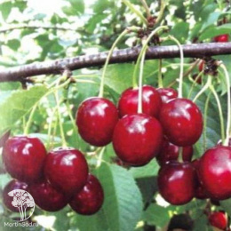 Вишня Тургеневка