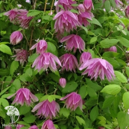 Клематис Пурпл Дрим